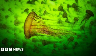 An image of a large group of jellyfish in water. The background is green.