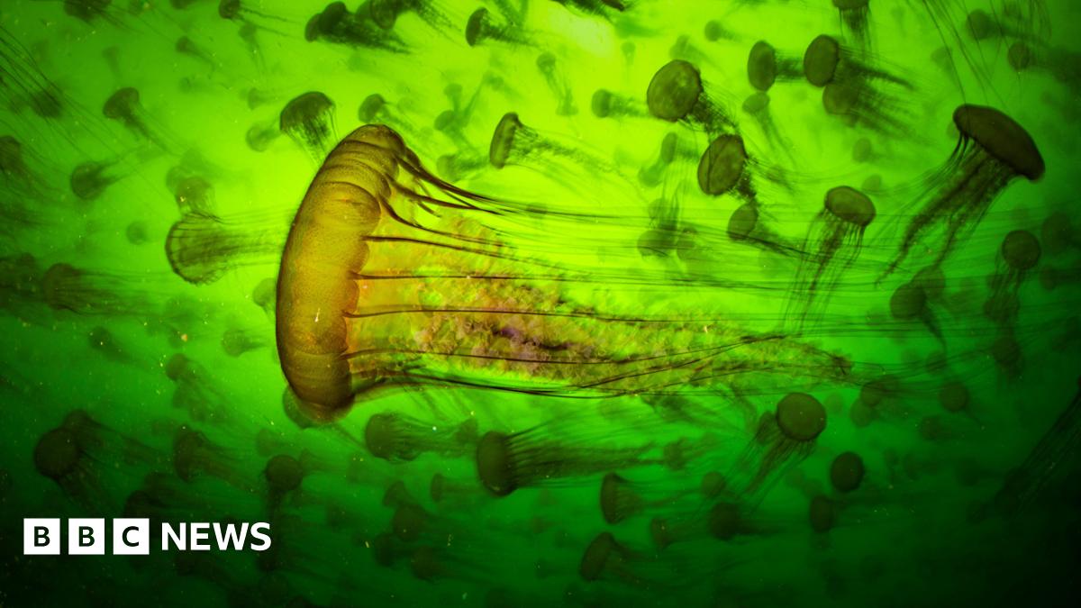 An image of a large group of jellyfish in water. The background is green.