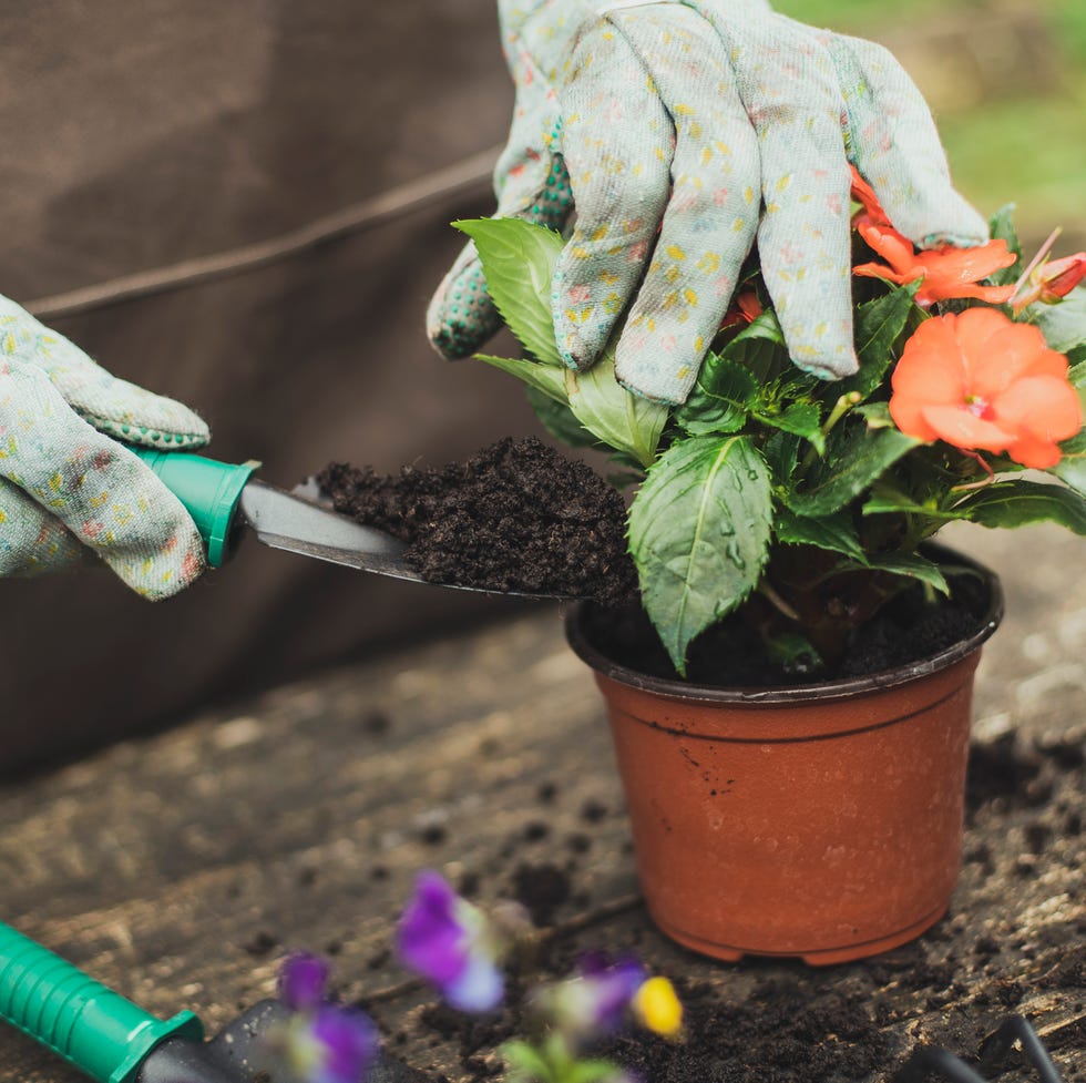 woman planting flowers woman planting flowers, gardening for mental health