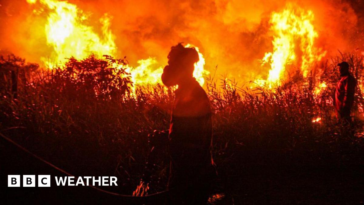 Indonesian firefighters, from Indonesian Disaster Management, try to extinguish a wildfire on September 14, 2023. Forest and land fires engulfed many parts of the country due to the El Nino-induced dry season.