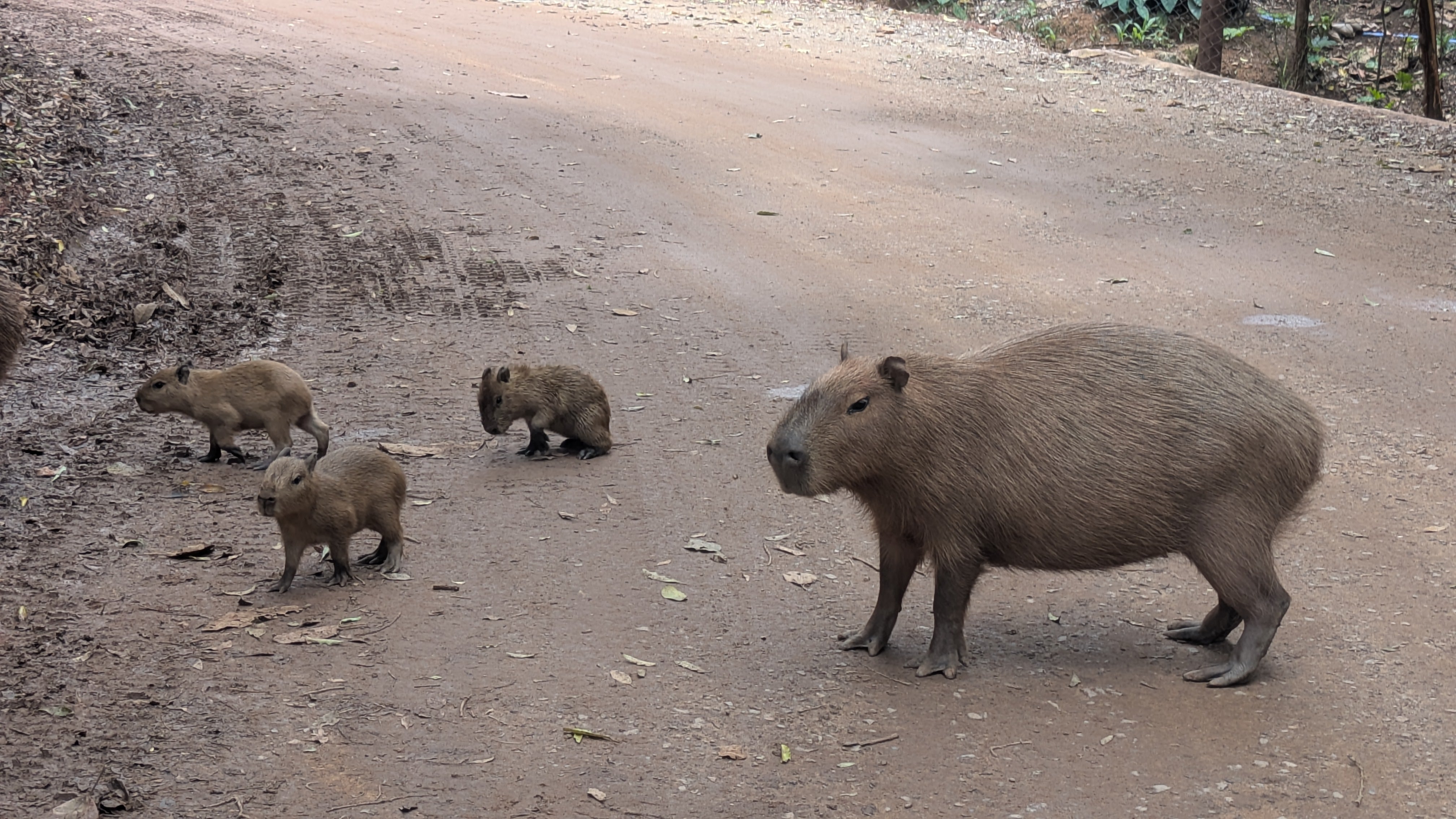 One large capybara and three small ones on a dirt road.