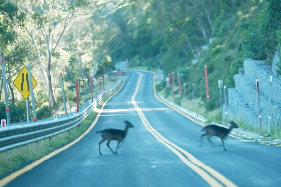 Deer on the road in Australia
