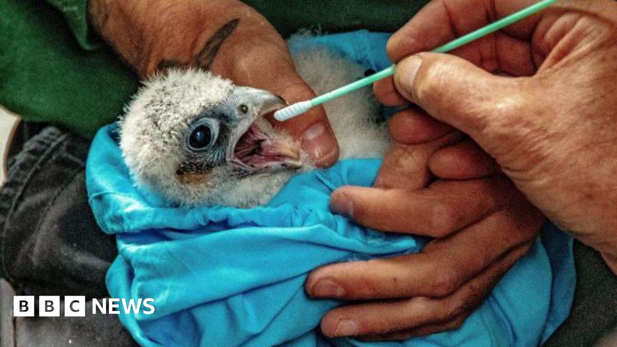 A peregrine falcon chick wrapped in blue material. A swab is being put into its beak as part of a DNA swab.