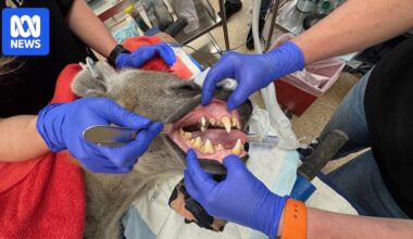 Monarto Safari Park hyena gets gold-coloured crown in dental treatment