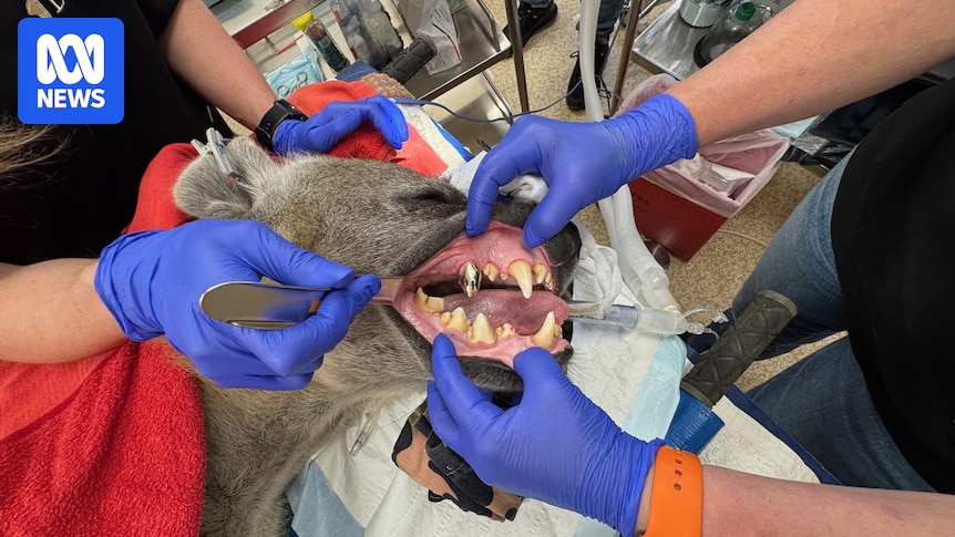 Monarto Safari Park hyena gets gold-coloured crown in dental treatment