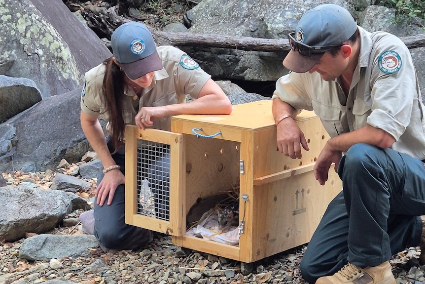 A male and female wildlife ranger kneel down looking into an open box with a northern quoll inside.