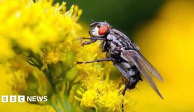 Close-up of a house fly with large red eyes sitting on a rapeseed oil crop, which is bright yellow, with more crops blurred in the background.