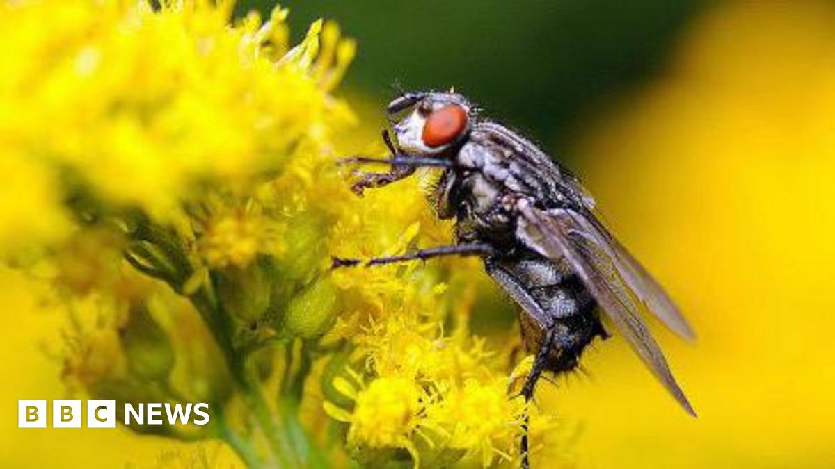 Close-up of a house fly with large red eyes sitting on a rapeseed oil crop, which is bright yellow, with more crops blurred in the background.