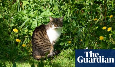 From neat lawns to wild havens: how No Mow May is transforming England’s gardens | Wild flowers