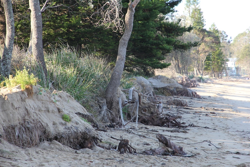 roots of a tree on a beach