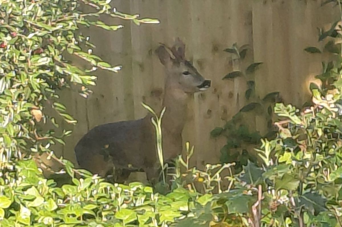 Frightened deer in St Thomas, Exeter