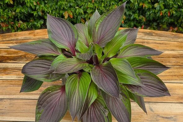 Hosta Hosta