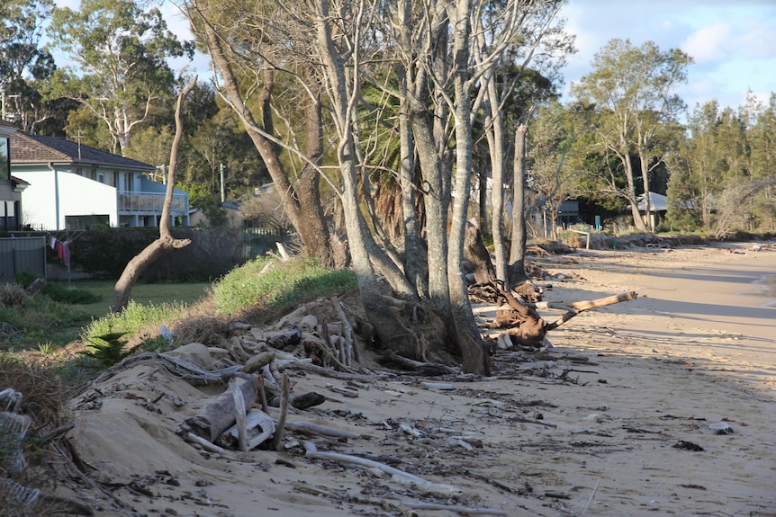 a sand dune on a beach littered with debris and trees