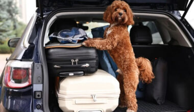 Understanding EU pet passport rules for UK residents travelling to France