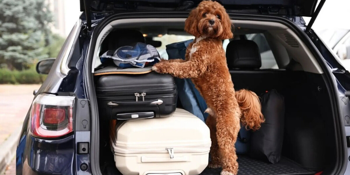 Understanding EU pet passport rules for UK residents travelling to France