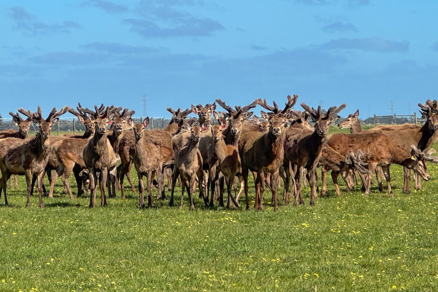 A large amount of male deer in a paddock