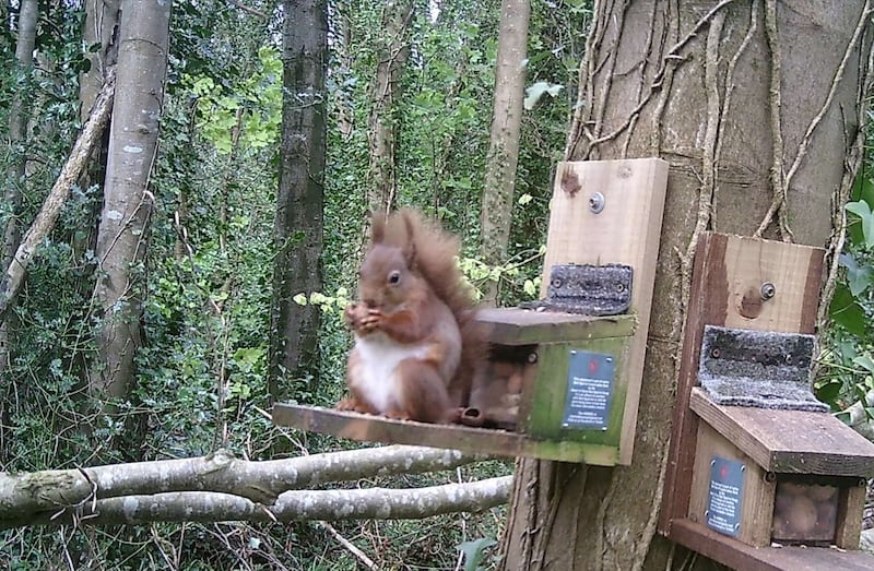 A lactating female was spotted at a feeder on April 9 PICTURE: HEART OF DOWN RED SQUIRREL GROUP