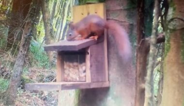 ‘Big step’ as first red squirrel kit spotted in Co Down forest three years on from initial reintroduction attempt – The Irish News