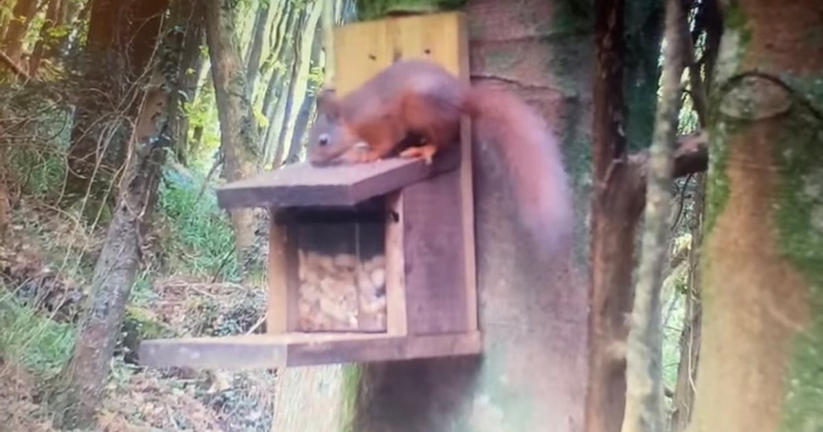 ‘Big step’ as first red squirrel kit spotted in Co Down forest three years on from initial reintroduction attempt – The Irish News