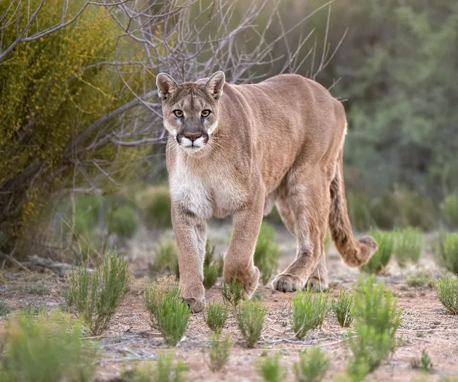Cougar rescued as a cub in Cornville, Arizona. Living happily at Out of Africa Wildlife Park in Camp Verde, Arizona