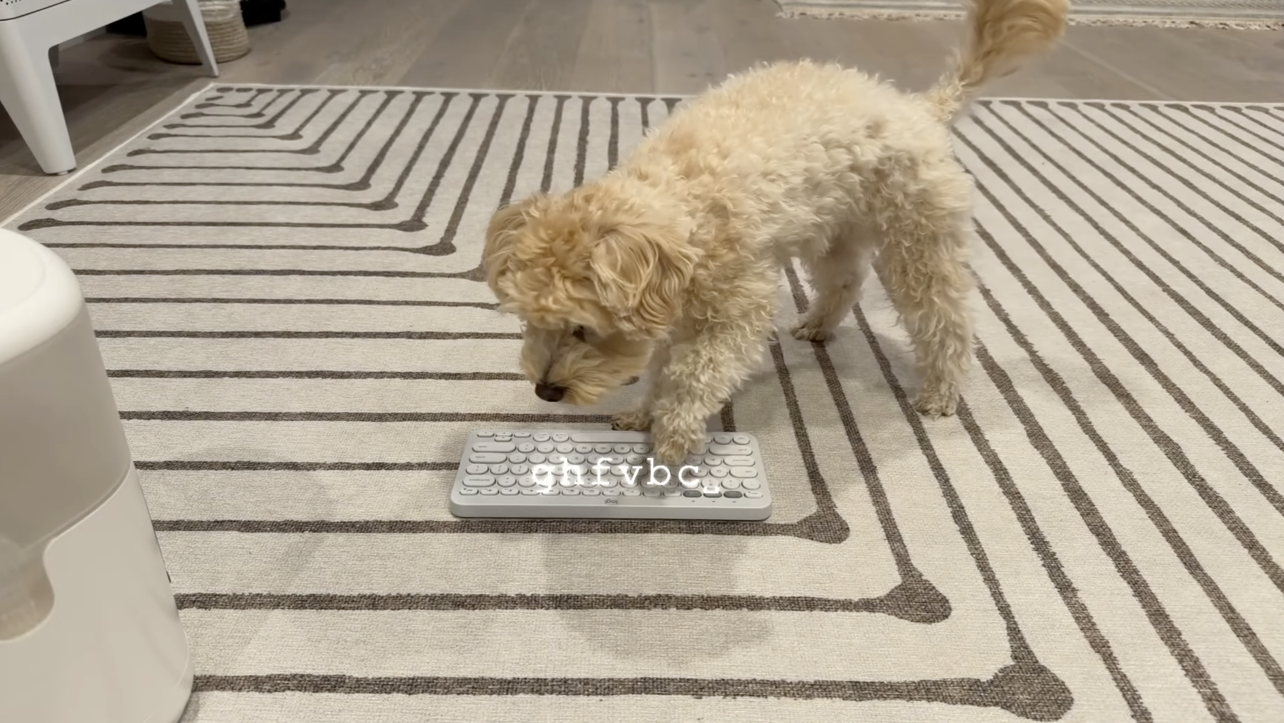 Dog vibe coding