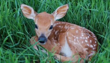 Rejected Baby Fawn Couldn’t Nurse Because of His Overbite—Then Rescuers Stepped In
