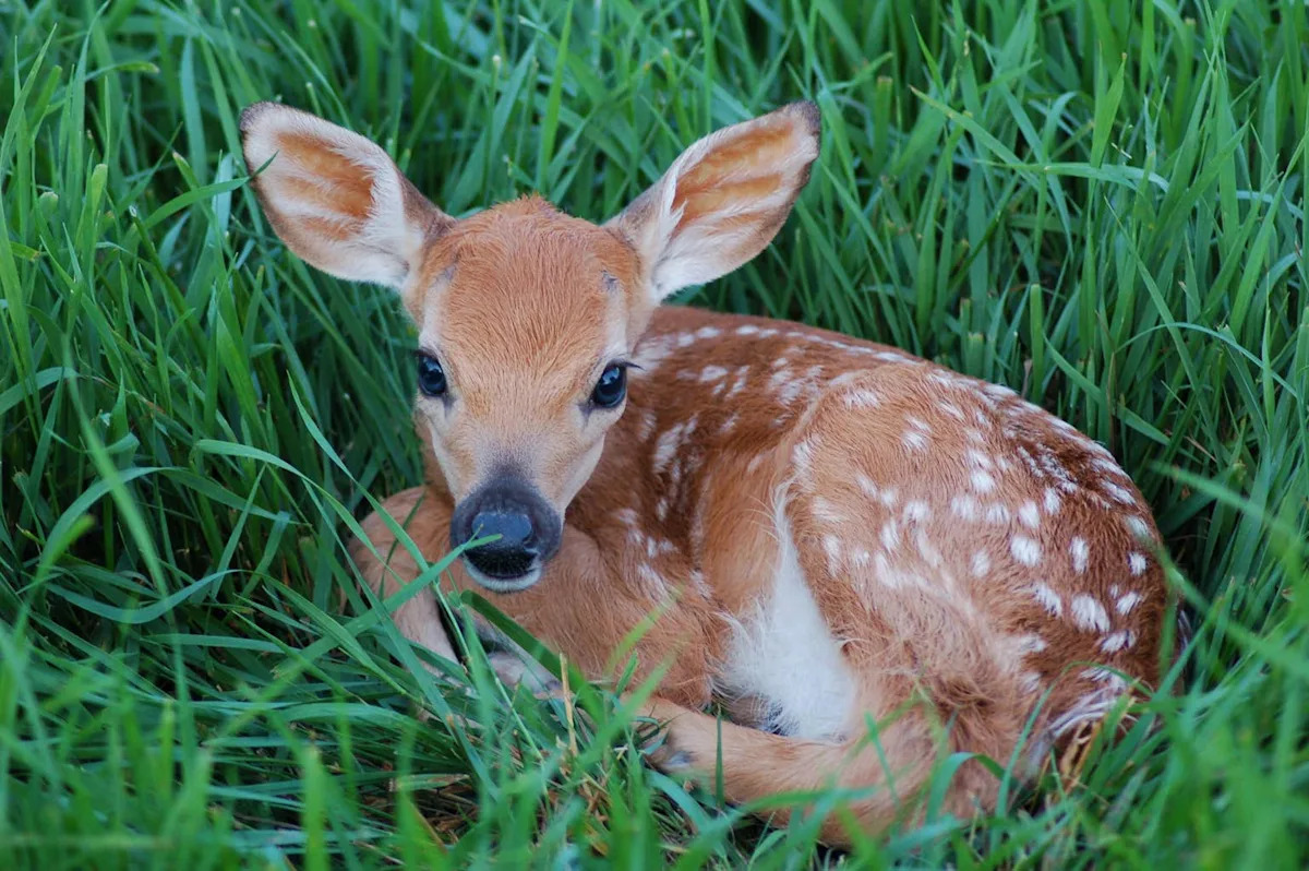 Rejected Baby Fawn Couldn’t Nurse Because of His Overbite—Then Rescuers Stepped In