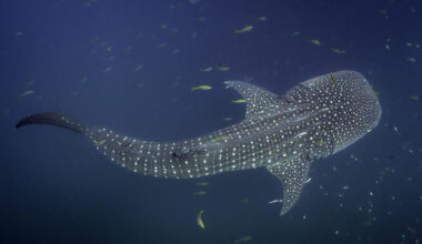 Study finds Indonesian hotspots are 'like home' for endangered whale sharks