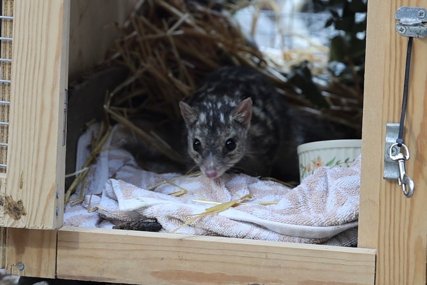 A brown and white spotted northern quoll sits in a wooden box
