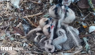 Four osprey chicks of varying sizes look up with their beaks open hoping for food