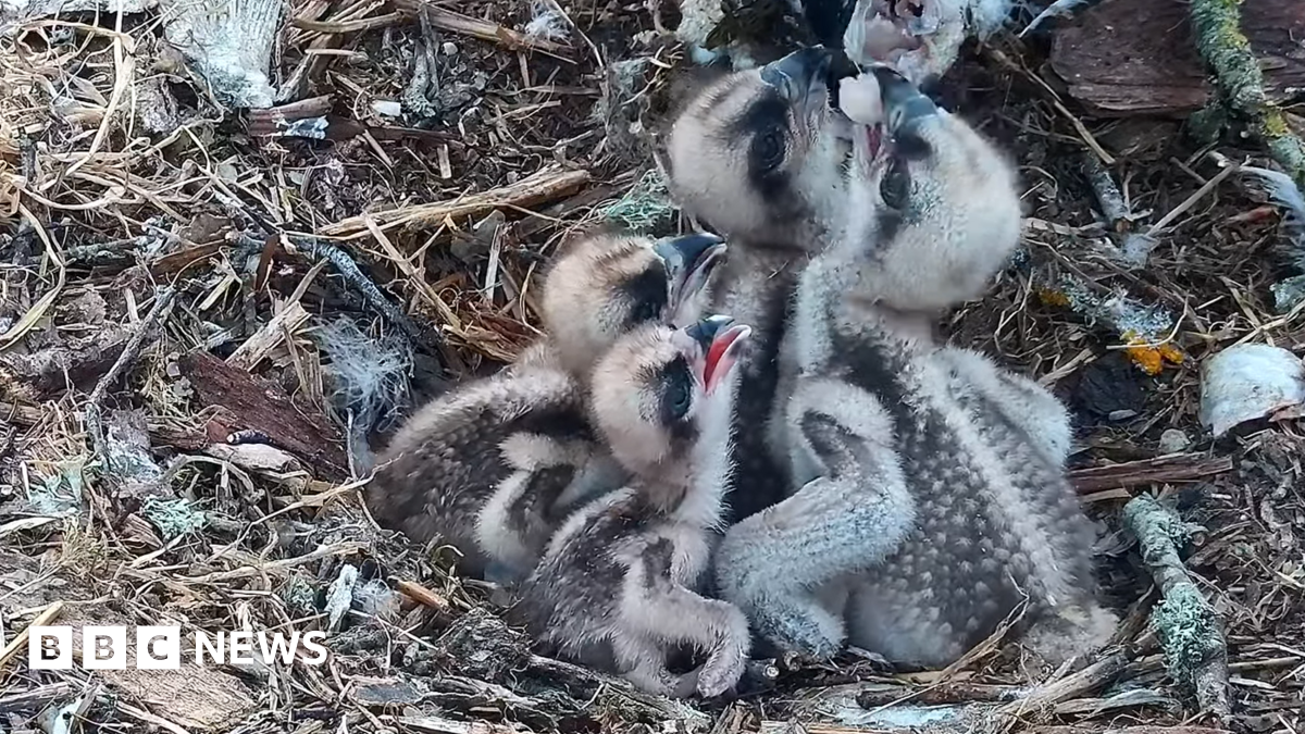 Four osprey chicks of varying sizes look up with their beaks open hoping for food