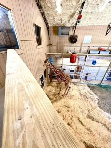 Yoshi inside the barnCredit: Kamryn Grant