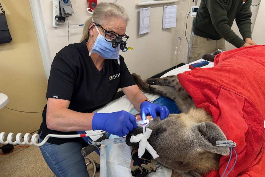 A vet in a face mask and magnifying glasses examines the mouth of an unconscious hyena covered on a table