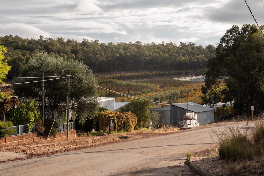 Fruit orchards on Irymple Road, Karragullen, Perth