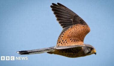 A kestrel soars mid-air in a bright blue sky. The kestrel has a grey head and tail and a burnt-orange body and wings with speckled black spots. Its eyes are black and beady.