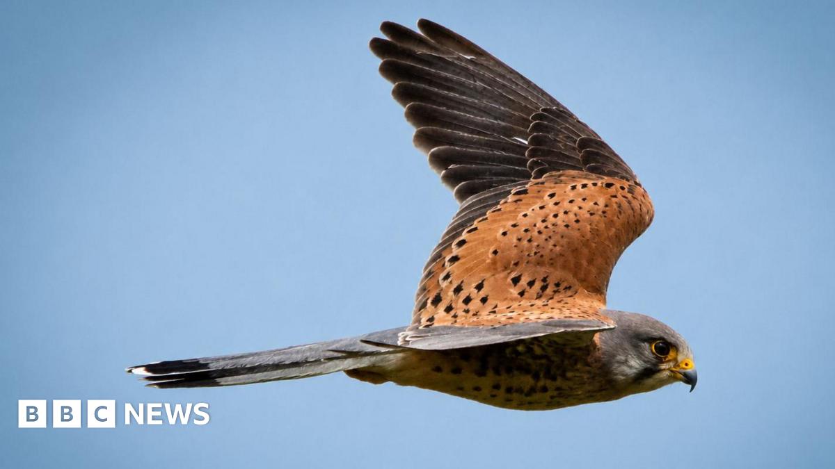 A kestrel soars mid-air in a bright blue sky. The kestrel has a grey head and tail and a burnt-orange body and wings with speckled black spots. Its eyes are black and beady.