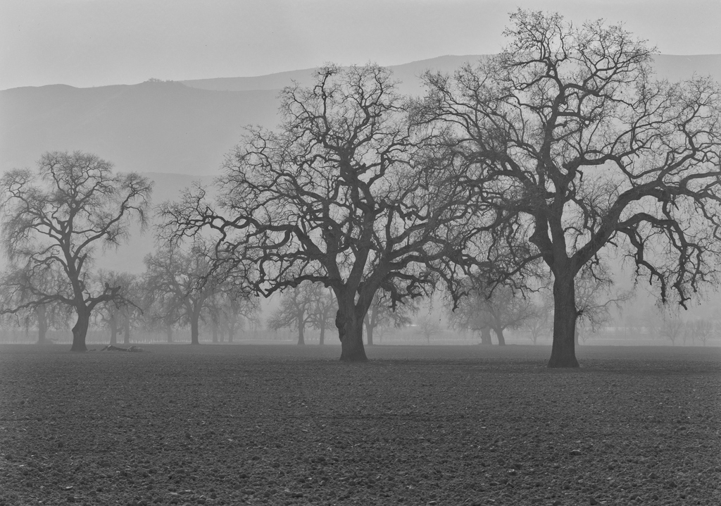 Gnarled, leafless California oak trees stand in mist on ploughed land, with hills fading into the fog behind them.