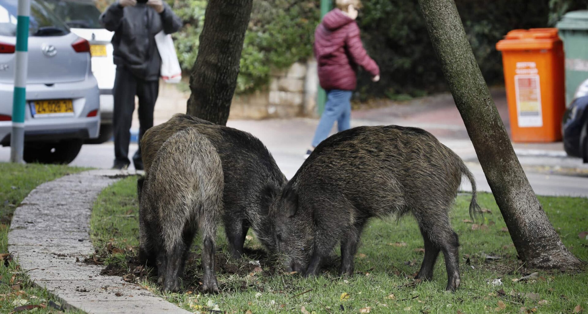 Wild boars gather in a residential area in the northern Israeli city of Haifa on December 5, 2019 (Menahem Kahana/ AFP)