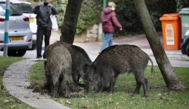 Wild boars gather in a residential area in the northern Israeli city of Haifa on December 5, 2019 (Menahem Kahana/ AFP)