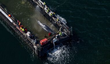 The Strange Saga of Timmy, the Stranded Humpback Whale