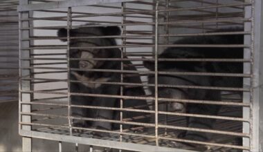 Sussex animal charity backs 'largest ever' rescue of bears from illegal farm in Laos