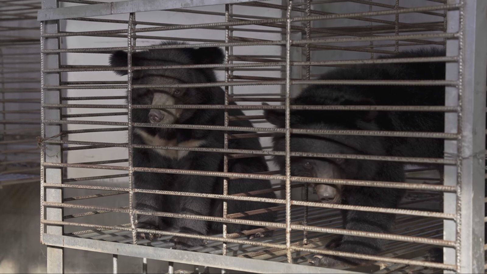 Sussex animal charity backs 'largest ever' rescue of bears from illegal farm in Laos