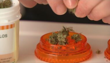Warnings the medicinal cannabis industry could turn deadly without tougher regulation
