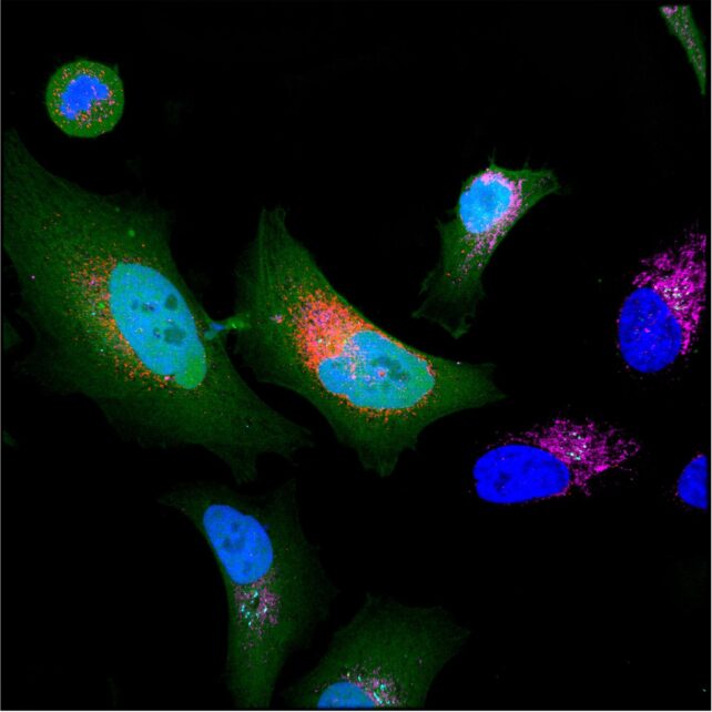 Brightly colored cells on a black background