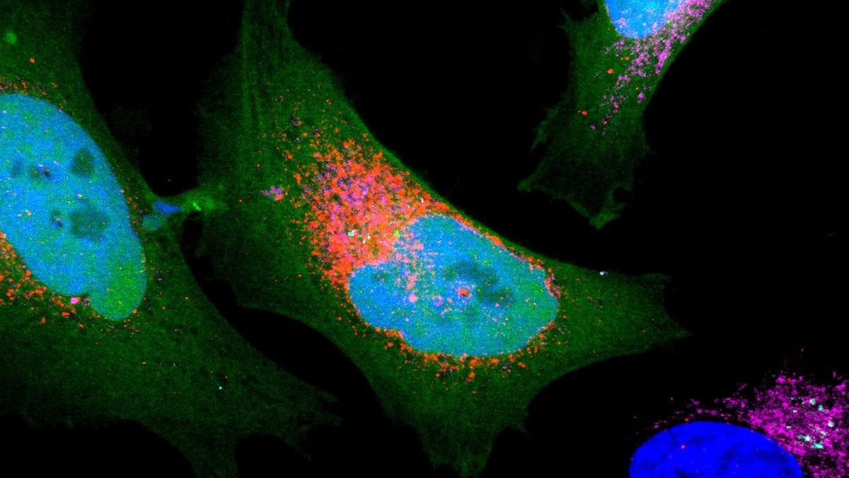 Scientists Discover Over 1,700 'Dark' Proteins Hidden in Human Cells : ScienceAlert
