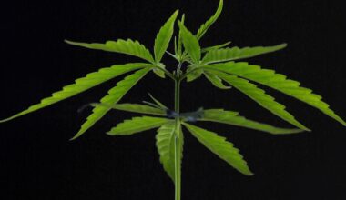 Cannabis Linked to Lower Weight And Reduced Diabetes Risk in Mouse Study : ScienceAlert