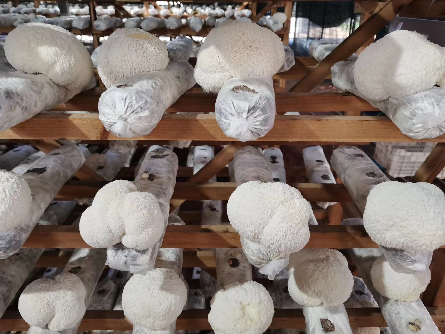 Mycogenius Lion's Mane