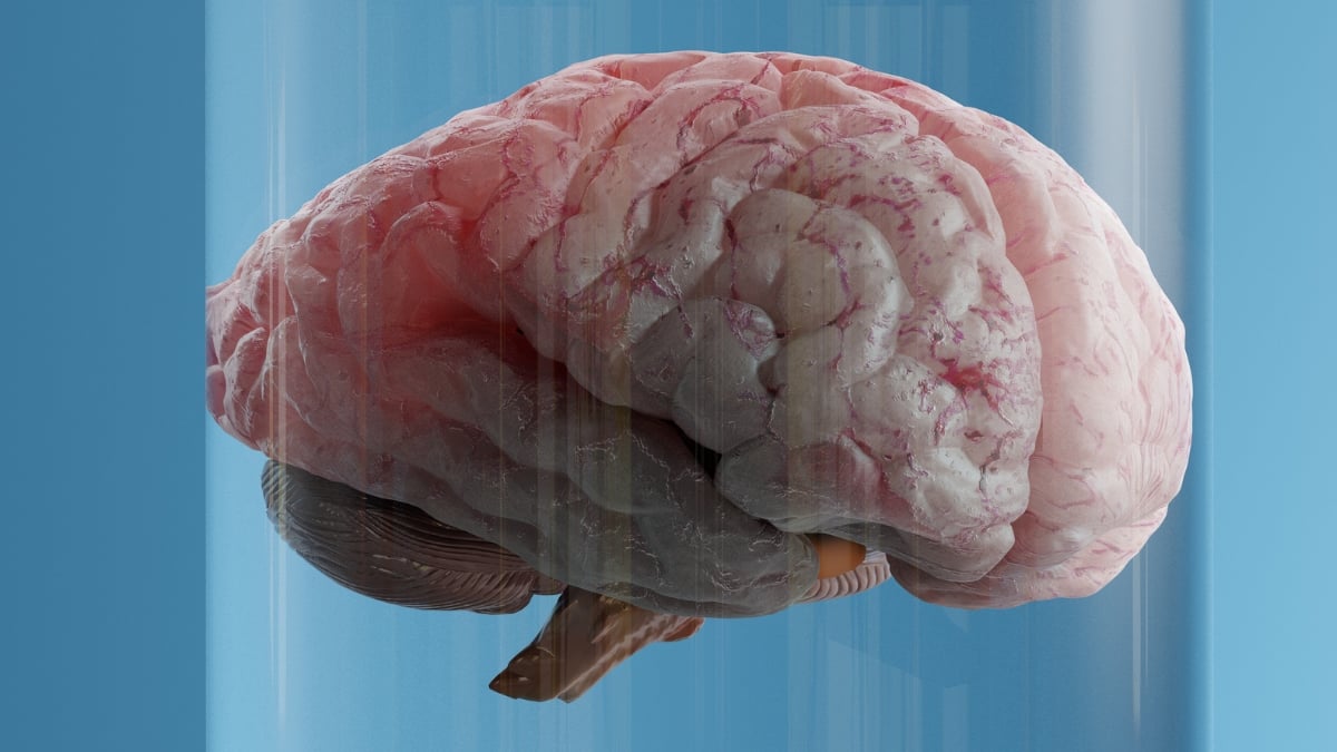 One Type of Fat May Accelerate Brain Aging, But Scientists Say There's a Fix : ScienceAlert