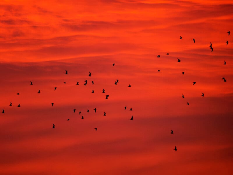 A flock of birds flies across a vivid orange and red sky at sunset, with scattered clouds adding texture to the dramatic backdrop.