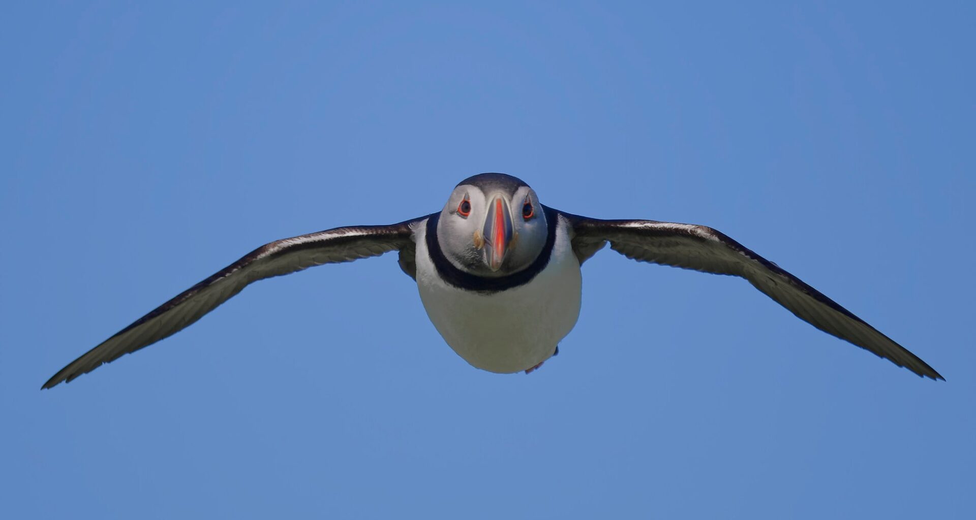 A puffin with its wings fully outstretched flies directly toward the camera against a clear blue sky.